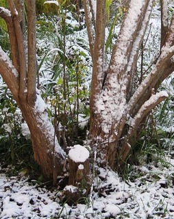 23snow1.jpg