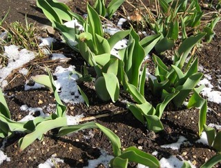 aprilsnow1.jpg