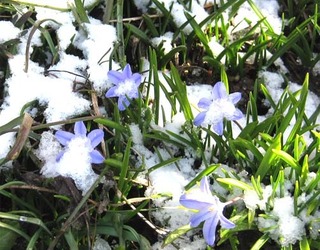 aprilsnow3.jpg