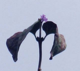 autumnlilac1.jpg