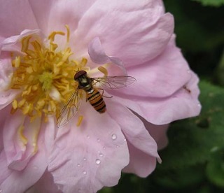 bee.jpg