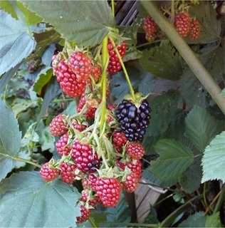 blackberry2020.jpg