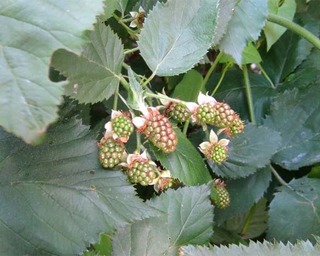 blackberry25.jpg