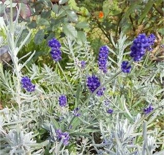 blue4.jpg