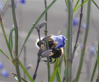 bumblebeewinter.jpg