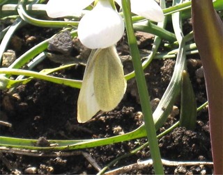 butterfly23.jpg