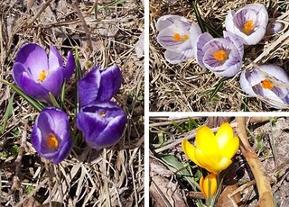 crocus.jpg