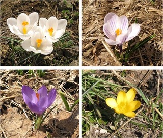 crocus23.jpg