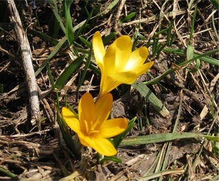 crocus24.jpg