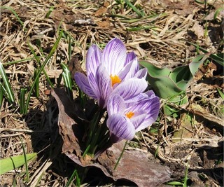 crocus24wp.jpg