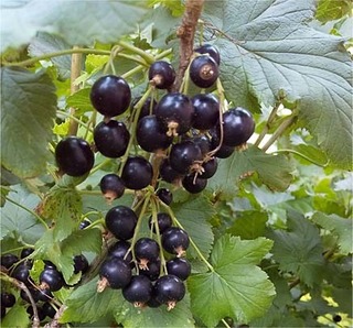 currant.jpg
