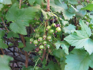 currant25.jpg