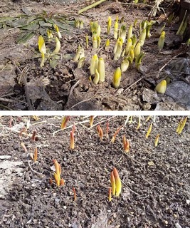 daffoturip.jpg