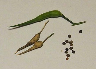 daikon.jpg