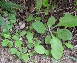 digitalis2.jpg
