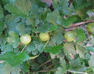 gooseberry25.jpg