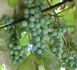 grape2020.jpg