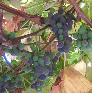 grape2022.jpg