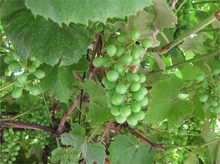 grape25.jpg