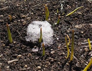 lastsnow24.jpg
