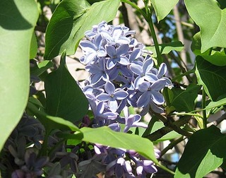 lilablue.jpg