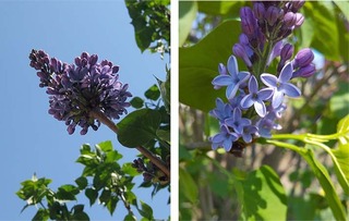 lilac.jpg