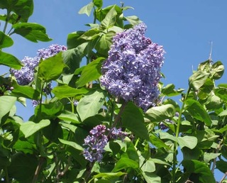 lilacflower.jpg