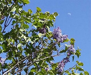 lilactree.jpg