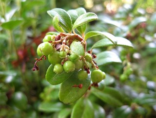 lingonberry25.jpg