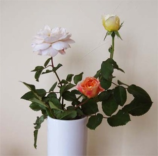 rose3.jpg