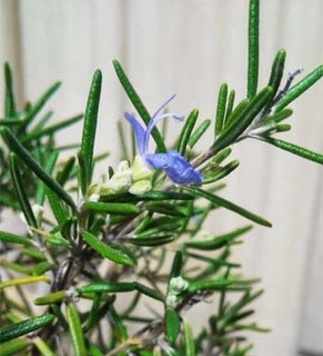 rosemary.jpg