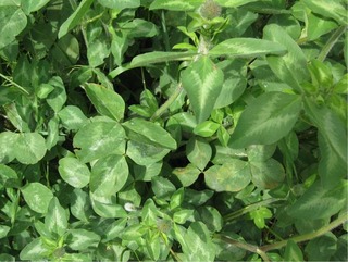 shamrock1.jpg