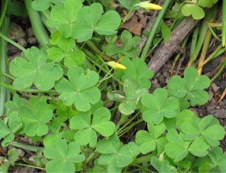 shamrock2.jpg