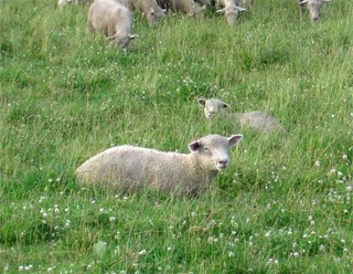 sheep.jpg