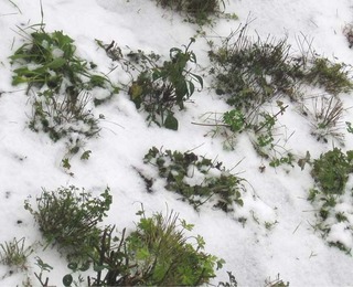 snow24.jpg