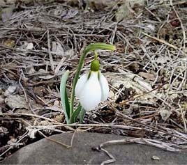 snowdrop2021.jpg