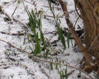 snowdrop2022-2.jpg