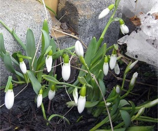 snowdrop25.jpg