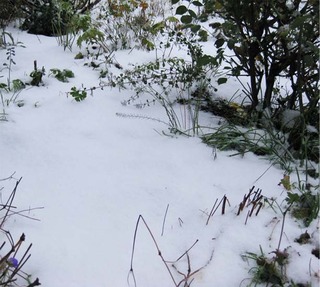 snowgarden.jpg
