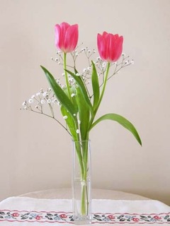 springtulip.jpg