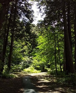 summerforest2.jpg