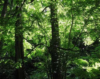 summerforest4.jpg
