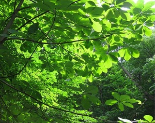 summerforest5.jpg