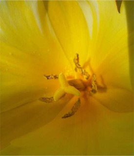 tulipnew.jpg