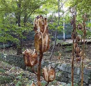 ubayuri3.jpg