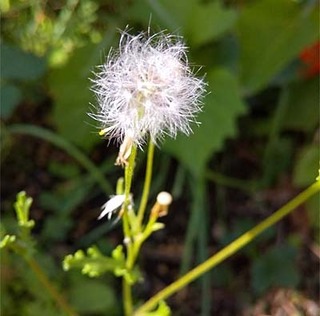 watage.jpg